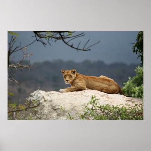 Photo of African lion lying on rock in nature Poster