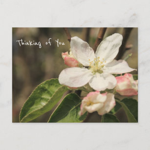 Photo of Apple Blossoms in Sun: "Thinking of You" Postcard