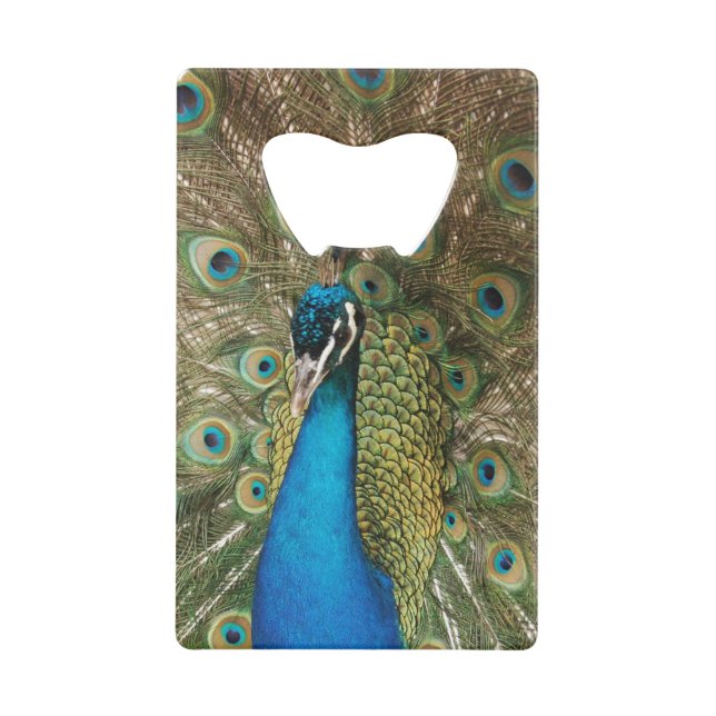 Photo of Beautiful Peacock with Spread Feathers Credit Card Bottle Opener (Front)
