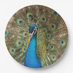 Photo of Beautiful Peacock with Spread Feathers Paper Plates