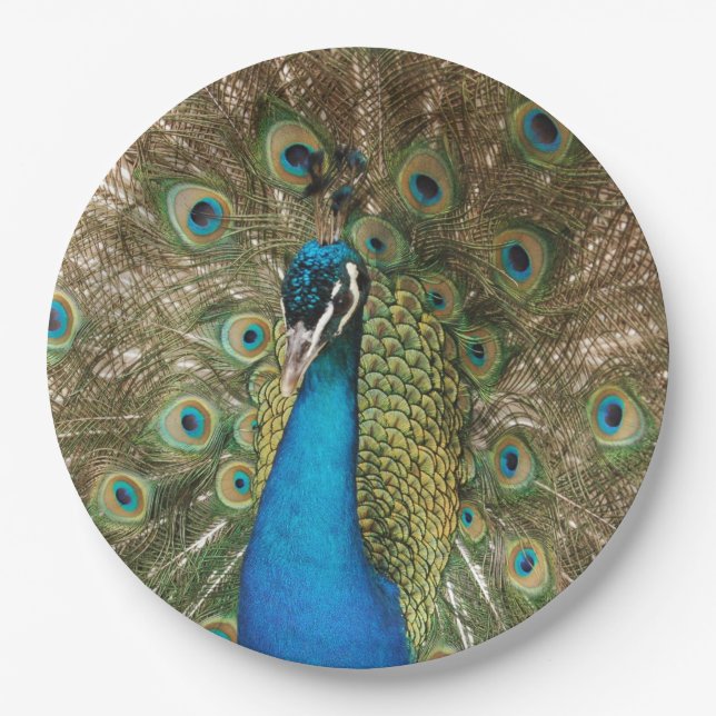 Photo of Beautiful Peacock with Spread Feathers Paper Plates (Front)