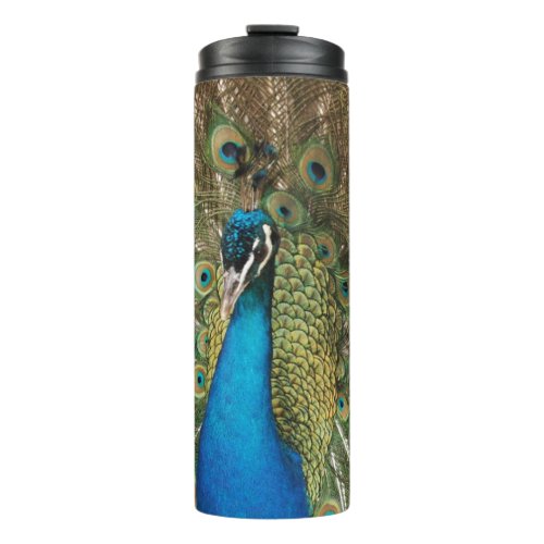 Photo of Beautiful Peacock with Spread Feathers Thermal Tumbler