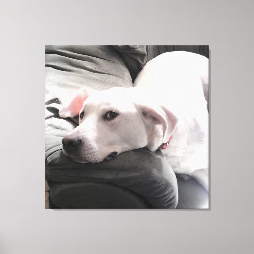 Photo of Beautiful Tired White Dog on Couch Canvas Print