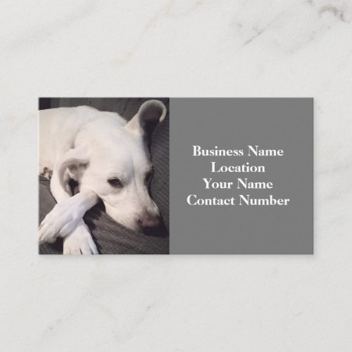 Photo of Beautiful White Dog Gray Business Card