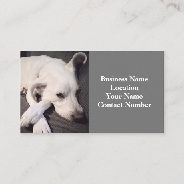 Photo of Beautiful White Dog Gray Business Card (Front)