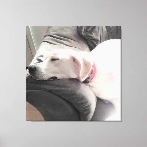 Photo of Beautiful White Dog Sleeping on the Couch Canvas Print
