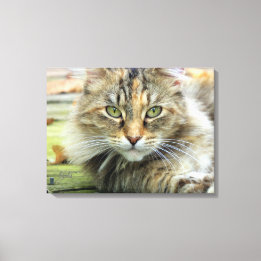 Photo of Brown Longhaired Barn Cat Wrapped Canvas Print