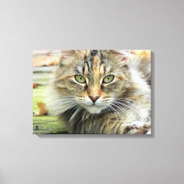 Photo of Brown Longhaired Barn Cat Wrapped Canvas Print (Front)