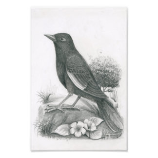 Photo of Cambodian Bird 2 by Vannak Anan Prum Print