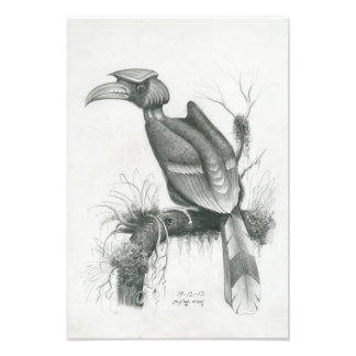 Photo of Cambodian Hornbill Bird by Vannak Prum Print