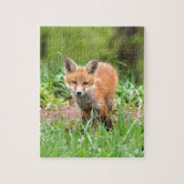 Curious Fox Acrylic Blank
