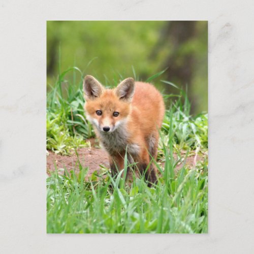 Photo of curious fox kit postcard
