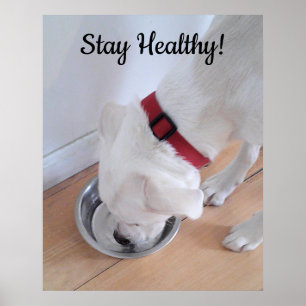 Photo of Cute Dog Drinking Water Motivational Poster