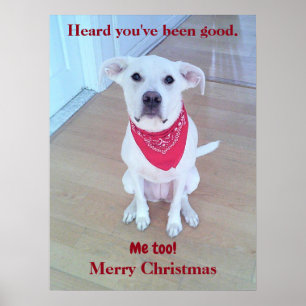 Photo of Cute Dog With Funny Ears Sticking Out Red Poster