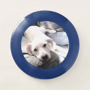 Photo of Cute Labrador Retriever Mix Dog With Dad Wham-O Frisbee