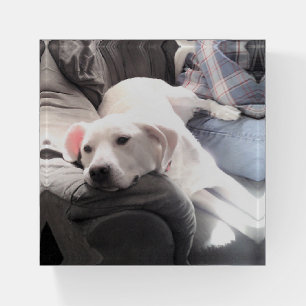 Photo of Cute Lazy White Dog Hanging Out with Dad Paperweight