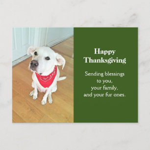 Photo of Cute Pup Dog With Funny Ears Sticking Out Postcard