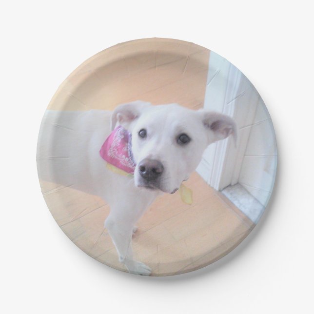 Photo of Cute Sweet White Puppy Dog Face Paper Plates (Front)