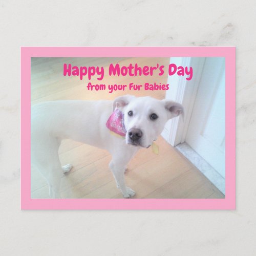 Photo of Cute Sweet White Puppy Dog  Mothers Day  Postcard