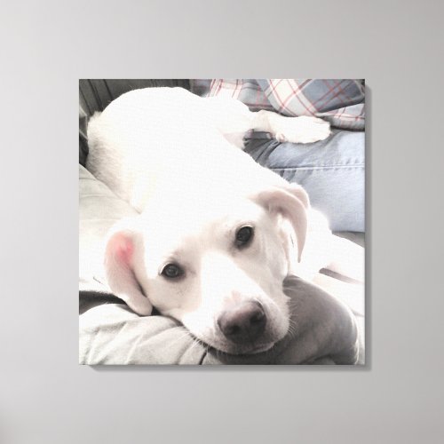 Photo of Cute Tired dog With Dad on Couch Square Canvas Print