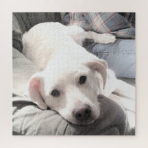 Photo of Cute Tired dog With Dad on Couch Square