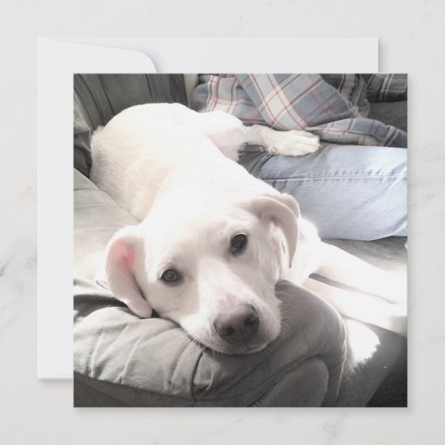 Photo of Cute Tired White Dog With Best Friend Dad Holiday Card (Front)