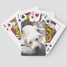 Photo of Cute White Dog Hanging Out with Dad