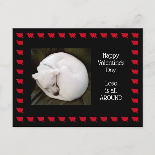 Photo of Cute White Dog Rolled up Like a Cat Postcard