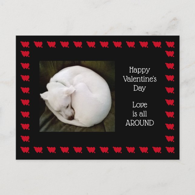 Photo of Cute White Dog Rolled up Like a Cat Postcard (Front)