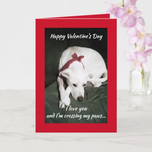 Photo of Cute White Dog Valentines Day Funny Card