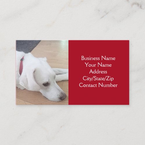 Photo of Cute White Dog Wearing Red Collar Business Card