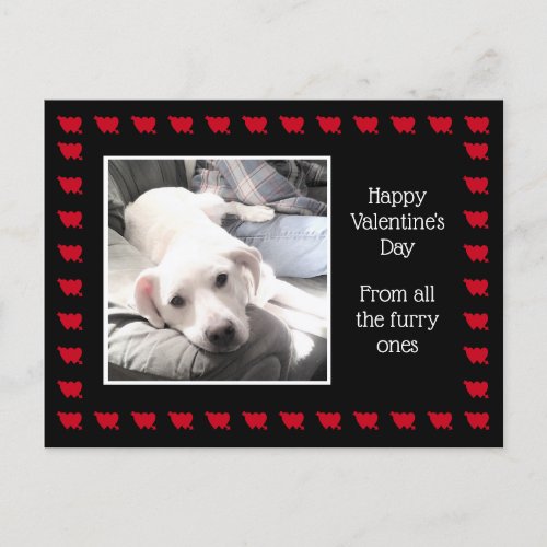 Photo of Cute White Dog With Best Friend Dad Postcard