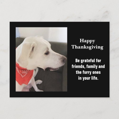 Photo of Cute White Puppy Dog Profile Thanksgiving Postcard