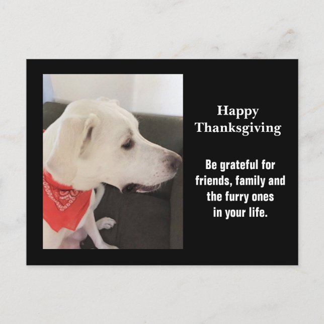 Photo of Cute White Puppy Dog Profile Thanksgiving Postcard (Front)