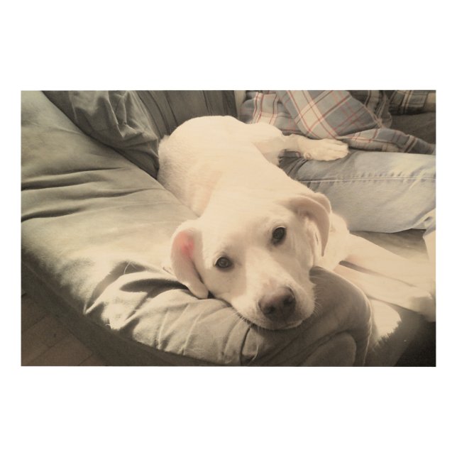 Photo of Dog Sitting Next to Best Friend Blue Wood Wall Art (Front)