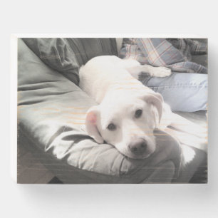Photo of Dog Sitting Next to Best Friend Blue Wooden Box Sign
