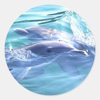 Photo Of Dolphins Classic Round Sticker by epclarke at Zazzle