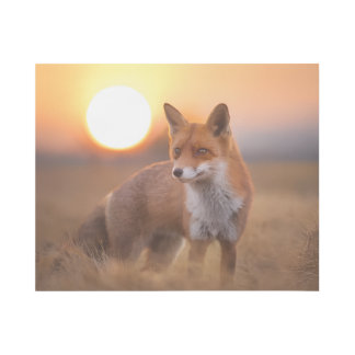 photo of fox gallery wrap