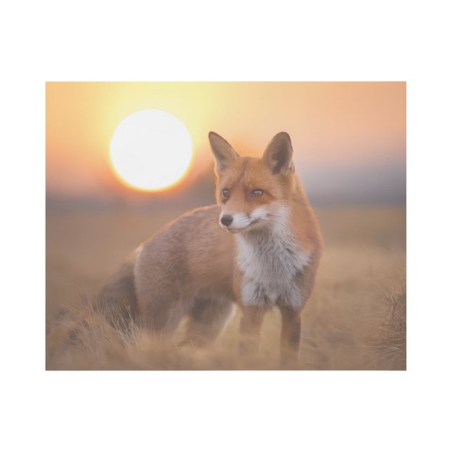photo of fox gallery wrap (Front)