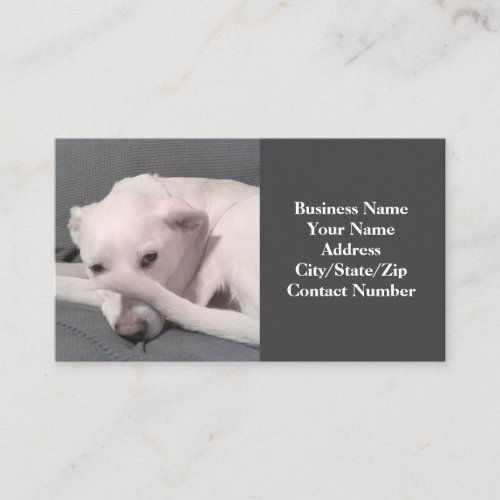 Photo of Funny White Dog with Tail on Face Gray Business Card