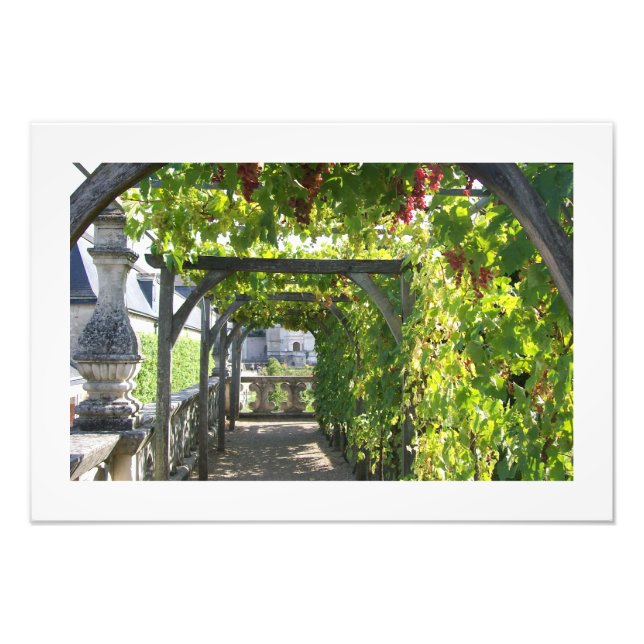 Photo of Grape Arbor at Villandry Palace in France (Front)