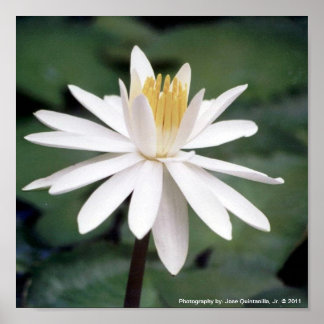 Photo of Hawaiian Water Lilly Poster