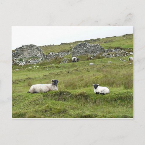 Photo of Irish sheep in Connemara Postcard