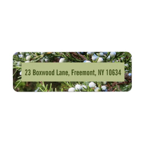 Photo of juniper bush with return address label