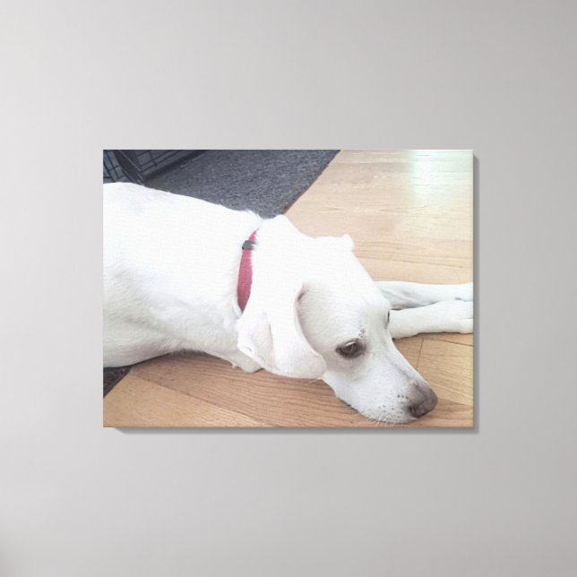 Photo of Peaceful White Dog with Red Collar Medium Canvas Print (Front)