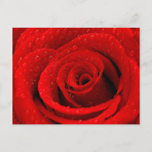 Photo of Red Rose Background Postcard