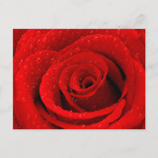 Photo of Red Rose Background Postcard