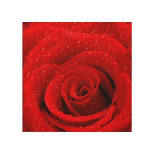 Photo of Red Rose Background Wood Wall Decor