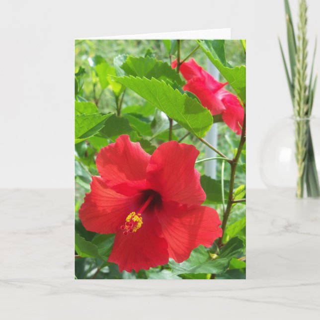 Photo of red tropical hibiscus flowers on a card (Front)