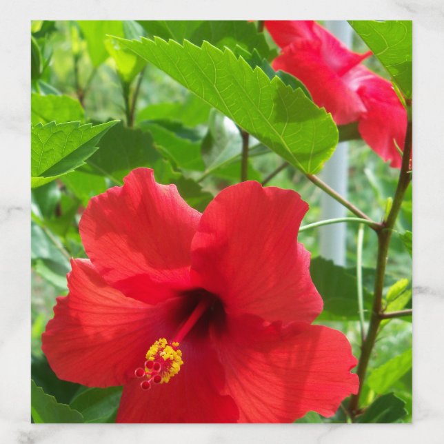 Photo of red tropical hibiscus flowers on an envelope liner (Design)